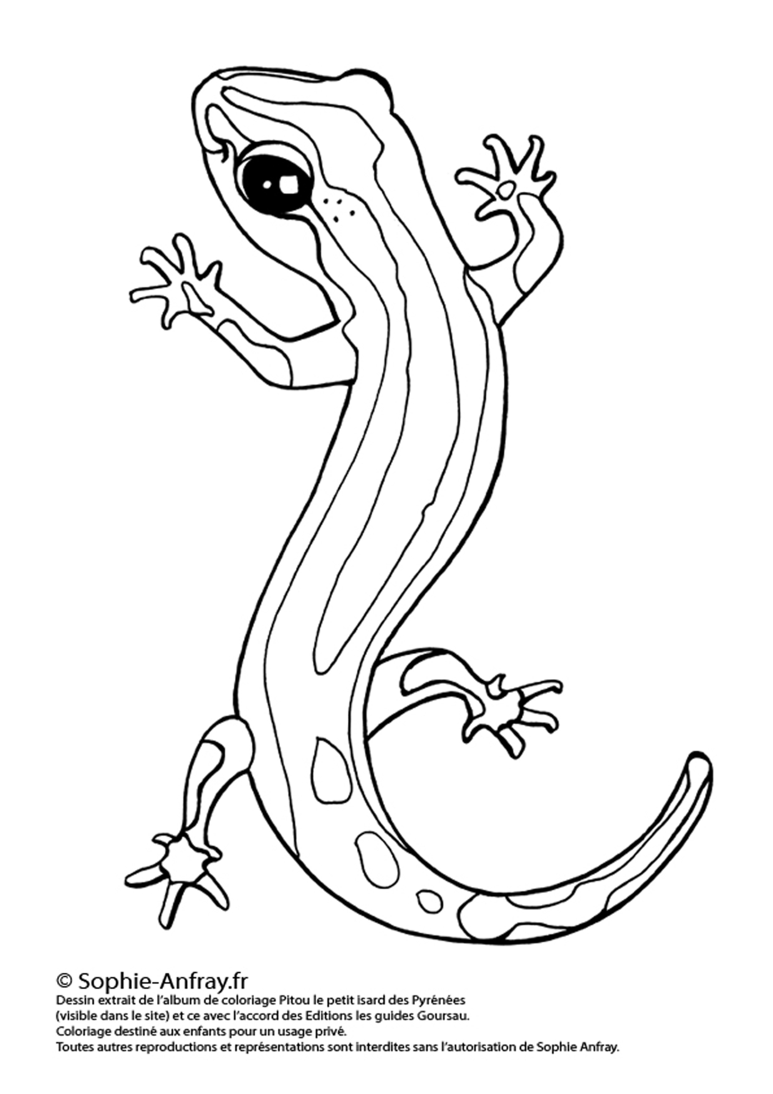 Imprime Dessin De Coloriage