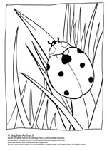 Coloriage de Coccinelle