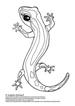 Coloriage de Salamandre